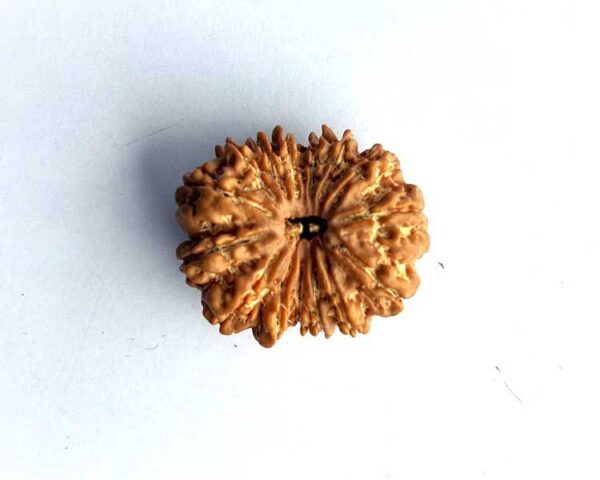 15 Mukhi Rudraksha