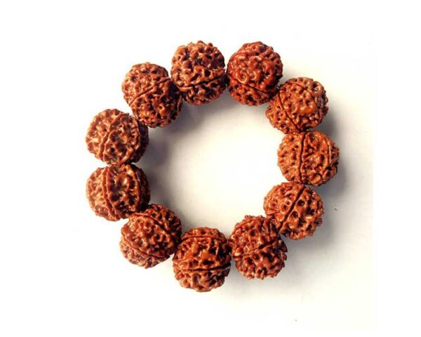 6 Mukhi Rudraksha Bracelet